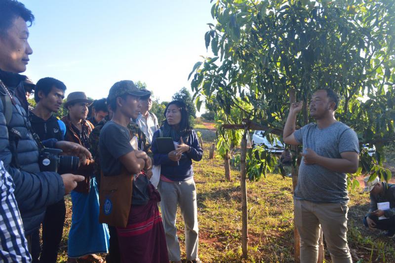U Khun Tun Tun Win, Chairman of Shan State Avocado Producer Association, sharing the effective avocado grafting process 