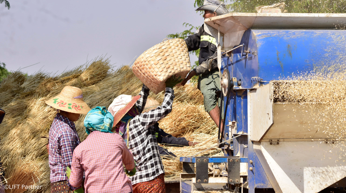 Farmers harvest wheat during the dry season in Myanmar, where agriculture remains an important source of food and income for rural communities.