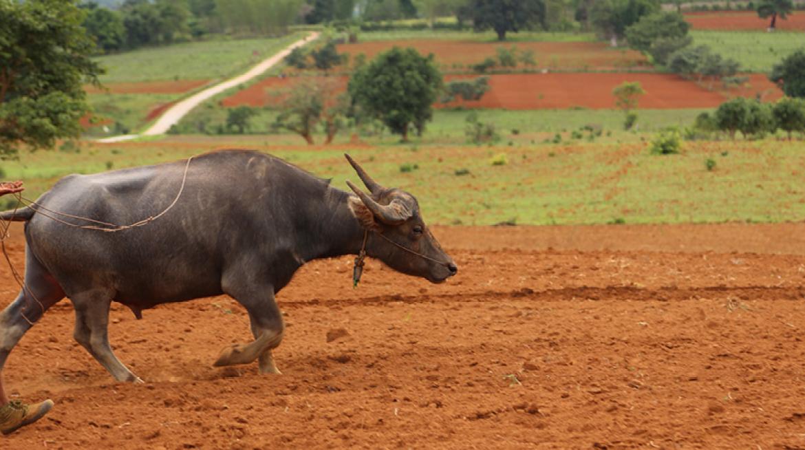 Call for Concept Notes: the Uplands Programme