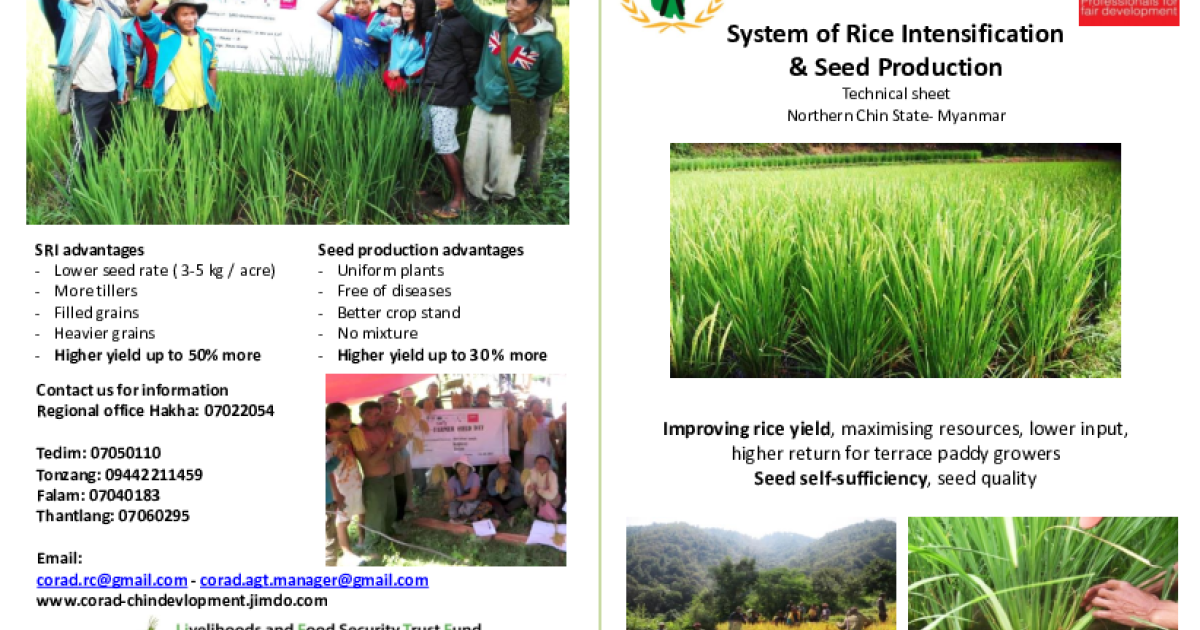 System of Rice Intensification & Seed Production | LiftFund