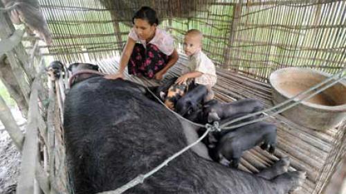 A Myanmar farmer, a client of a microfinance project worker, working on her pig farm at a village near the town of Pyapone in the Irrawaddy delta region.