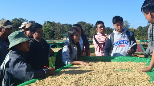 Exploring the coffee value chain process in Shan State