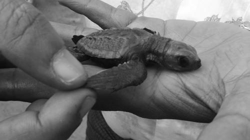 Loggerhead sea turtle nests are protected near Kyeintali