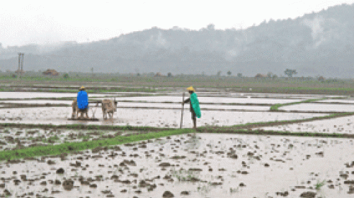 Farmers plough fields in Kachin State’s Mogaung township last week. 