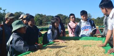 Exploring the coffee value chain process in Shan State
